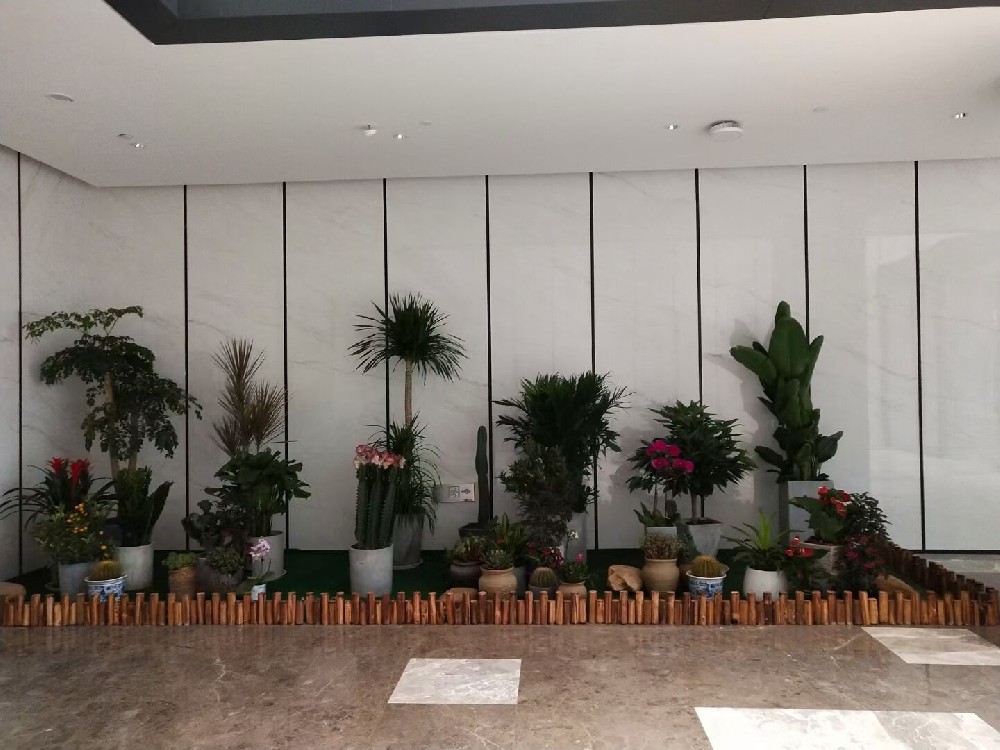 辦公室綠植租賃費(fèi)用到底高不高？常見(jiàn)綠植的種類(lèi)有哪些？